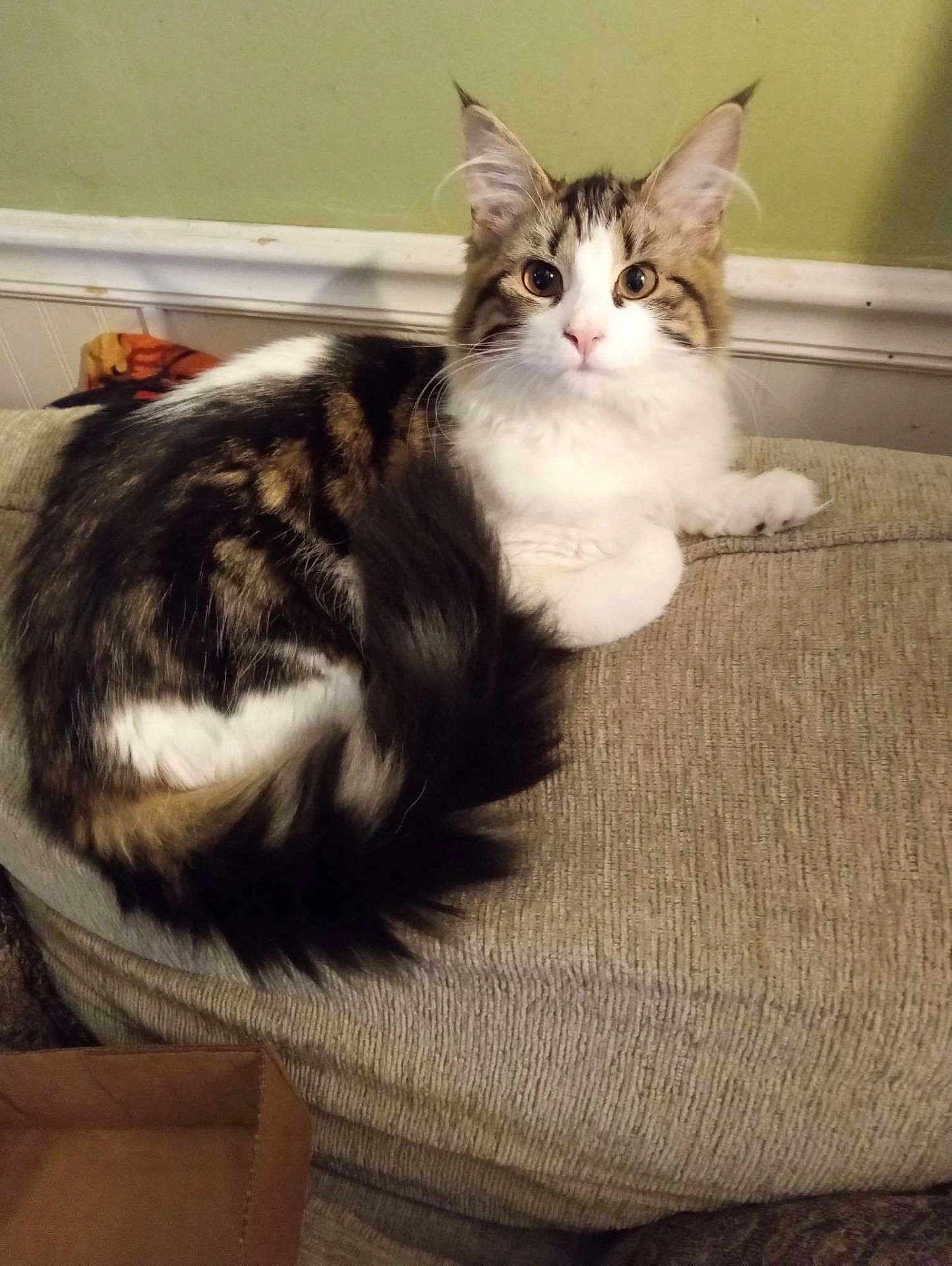 Baby Cat