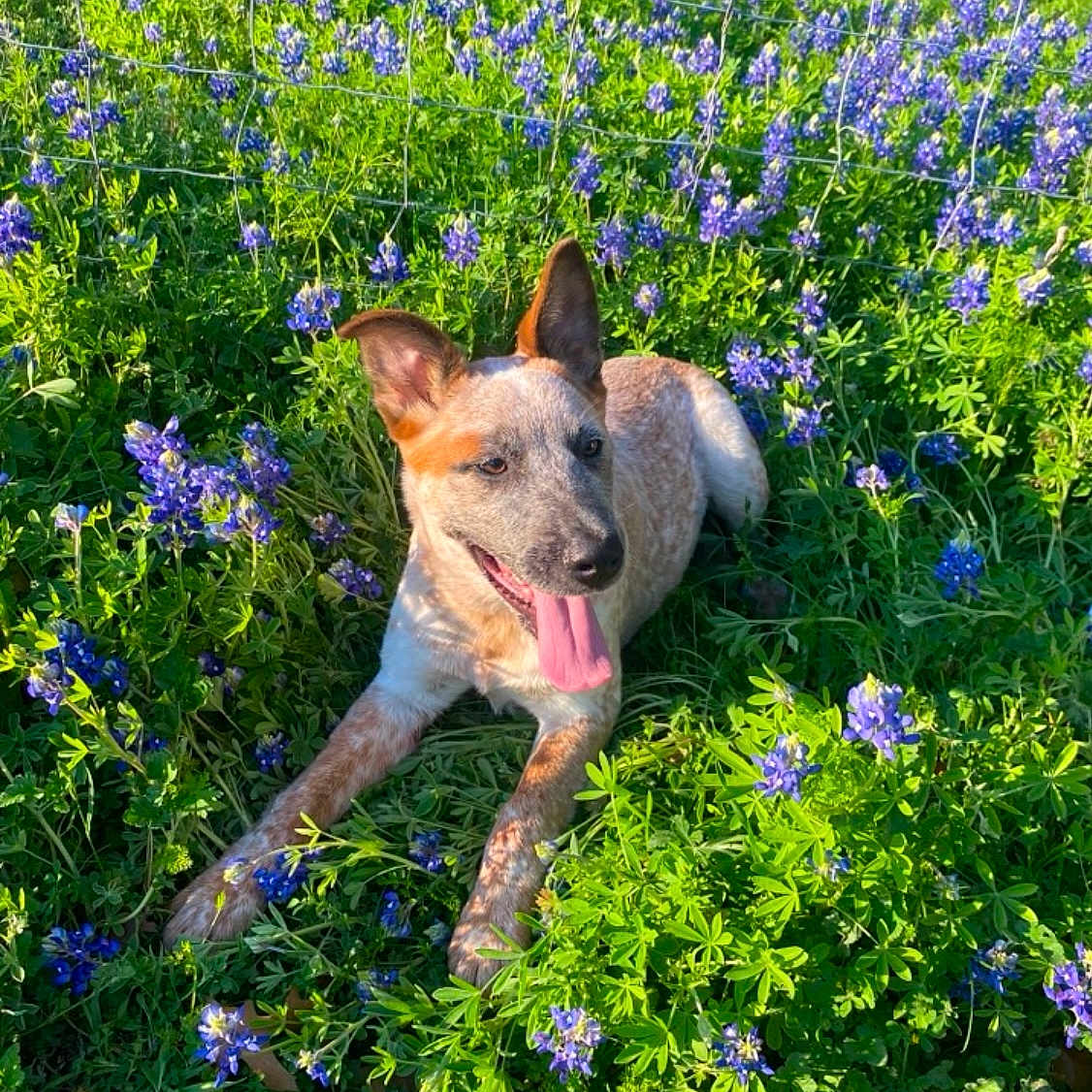 Jake is registered to the contest to win money with this photo: daisy, face, field, flower, geranium, grass, grassland, green, head, herbal, herbs, nature, outdoors, person, petal, photography, plant, purple, tree, vegetation