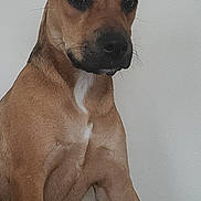 Bella is registered to the contest to win money with this photo: dog, brown_dog, pet, animal, ears, fur, sitting, indoor, canine, white_patch, paw, face, snout, alert, cute, companion, portrait, looking, calm, furniture