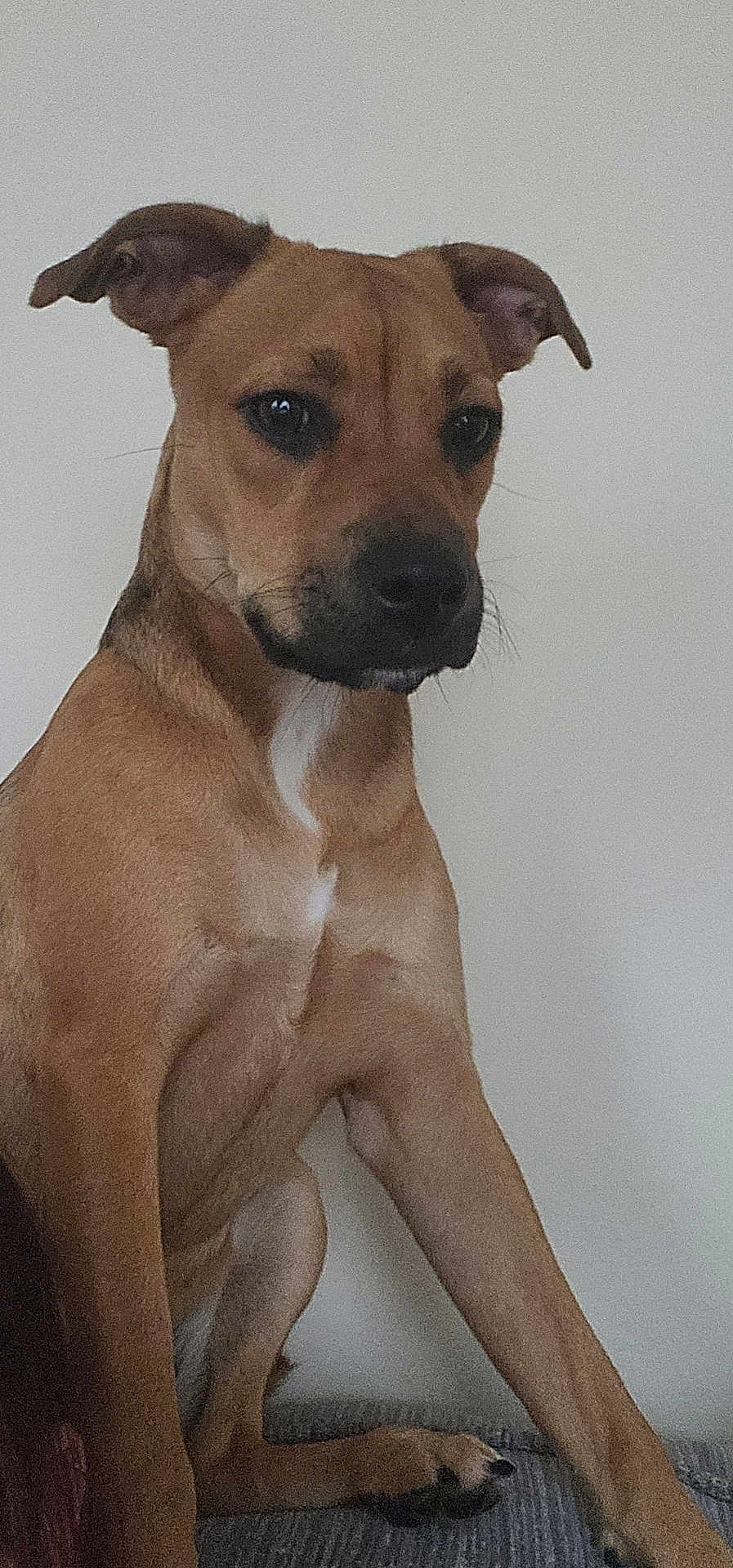 Bella