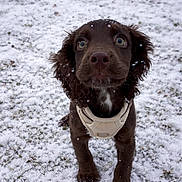 Tess joined the competition — help win amazing prizes! puppy, dog, snow, outdoor, winter, animal, brown, harness, grass, cute, young, pet, fur, curious, nature, cold, playful, small, ears, eyes