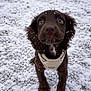 puppy, dog, snow, outdoor, winter, animal, brown, harness, grass, cute, young, pet, fur, curious, nature, cold, playful, small, ears, eyes
