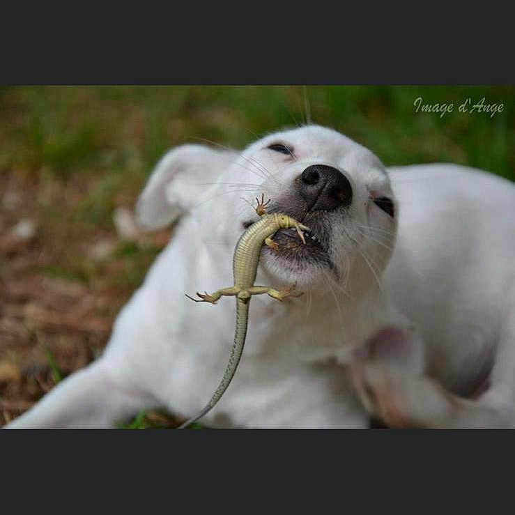 Havana a rejoint le concours — aidez-le/la à gagner de superbes lots ! animal, ball, beak, bird, bulldog, canine, dog, face, flower, head, lizard, person, pet, photography, plant, puppy, reptile, snout, sport, tennis