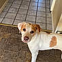 dog, pet, indoor, tile_floor, hallway, white_fur, brown_spot, looking_up, eyes, nose, paws, standing, doorway, door, home_interior, portrait, tile_grout, curiosity, floor_transition, companion