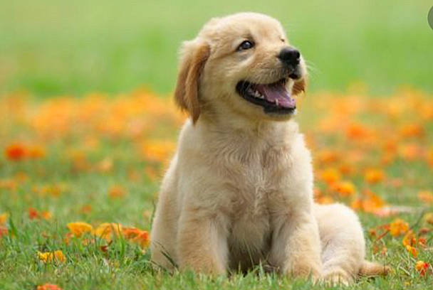 Max is registered to the contest to win money with this photo: canidae, carnivore, companion_dog, dog, dog_breed, fawn, field, flower, grass, grassland, happy, paw, people_in_nature, plant, prairie, snout, sporting_group, terrestrial_animal, whiskers, working_animal