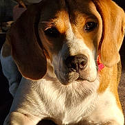 Lily a rejoint le concours — aidez-le/la à gagner de superbes lots ! dog, beagle, pet, animal, close_up, indoor, sunlight, collar, brown, white, fur, face, ears, lying_down, cute, expression, portrait, mammal, domestic_animal, resting