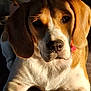 dog, beagle, pet, animal, close_up, indoor, sunlight, collar, brown, white, fur, face, ears, lying_down, cute, expression, portrait, mammal, domestic_animal, resting