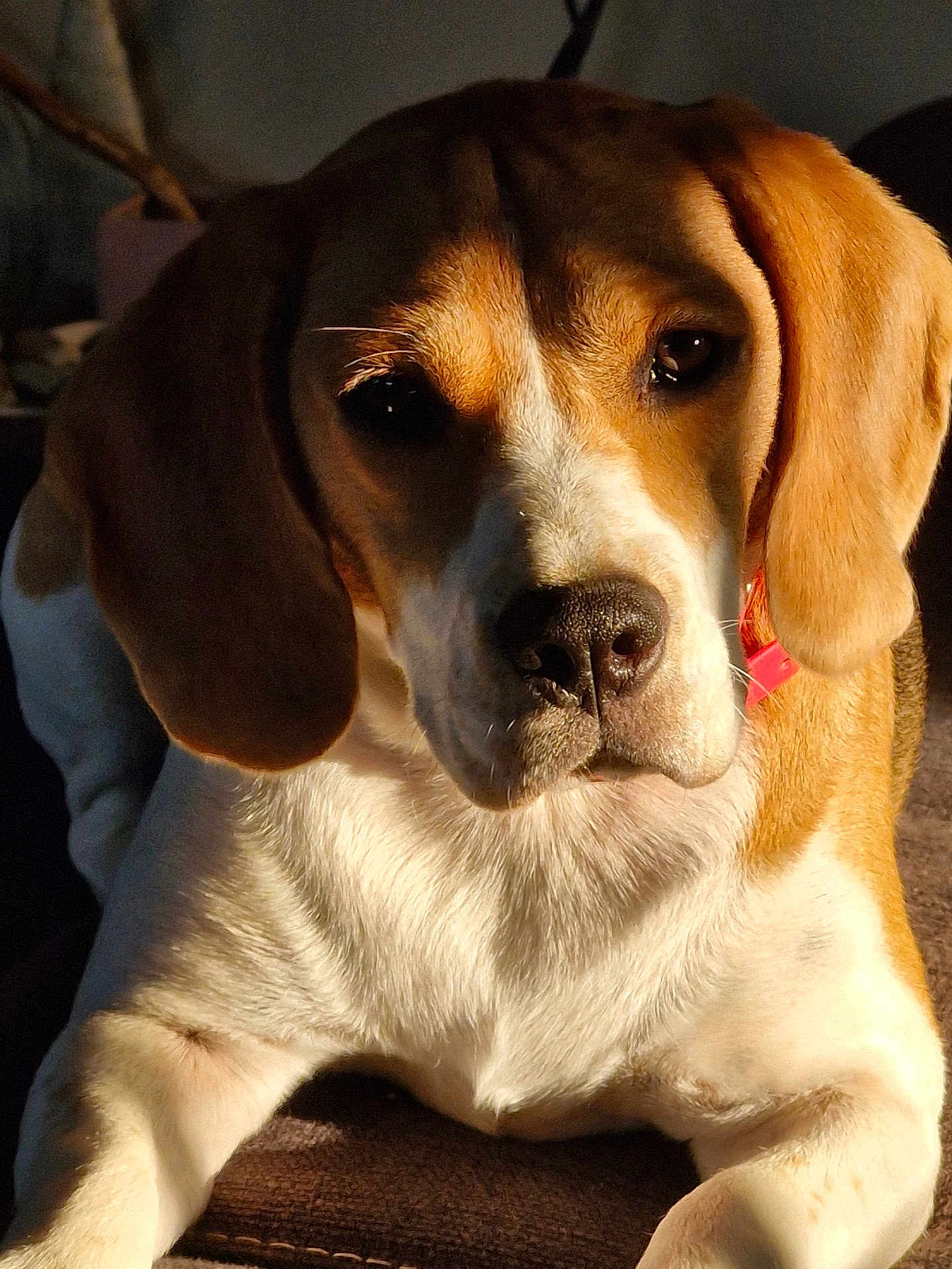 Lily a rejoint le concours — aidez-le/la à gagner de superbes lots ! dog, beagle, pet, animal, close_up, indoor, sunlight, collar, brown, white, fur, face, ears, lying_down, cute, expression, portrait, mammal, domestic_animal, resting