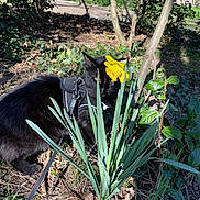 Salem participe au concours pour gagner de l'argent avec cette photo : black_cat, cat, daffodil, flower, yellow_flower, green_leaves, harness, leash, garden, outdoor, sunlight, plants, nature, grass, tree, bush, shadows, curious, pet, animal