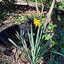 black_cat, cat, daffodil, flower, yellow_flower, green_leaves, harness, leash, garden, outdoor, sunlight, plants, nature, grass, tree, bush, shadows, curious, pet, animal
