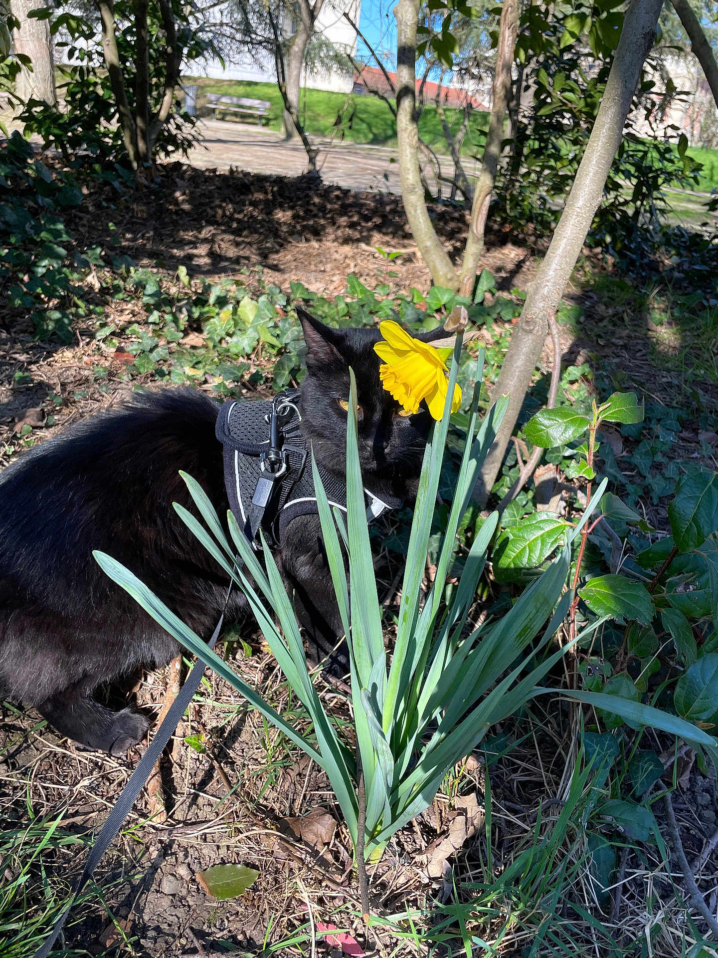 Salem participe au concours pour gagner de l'argent avec cette photo : black_cat, cat, daffodil, flower, yellow_flower, green_leaves, harness, leash, garden, outdoor, sunlight, plants, nature, grass, tree, bush, shadows, curious, pet, animal