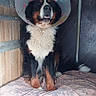 Rouky a rejoint le concours — aidez-le/la à gagner de superbes lots ! animal, bed, bernese_mountain_dog, canine, companion, cone, cushion, cute, dog, domestic_animal, furniture, furry, indoor, looking_up, metal_frame, pet, protective_collar, resting, sitting, wooden_wall