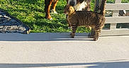 Rouky participe au concours pour gagner de l'argent avec cette photo : animal, backyard, bernesemountain_dog, cat, curious, daylight, dog, fence, friendship, grass, greenery, nature, outdoor, peaceful, pet, playful, sniffing, sunlight, tabby_cat, tree