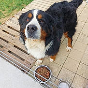 Rouky a rejoint le concours — aidez-le/la à gagner de superbes lots ! animal, bernese_mountain_dog, black_fur, brown_fur, canine, companion, dog, domestic_animal, food_bowl, friendly, fur, grass, looking_up, outdoor, pallet, patio, paw, pet, water_bowl, white_fur