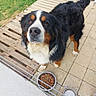 animal, bernese_mountain_dog, black_fur, brown_fur, canine, companion, dog, domestic_animal, food_bowl, friendly, fur, grass, looking_up, outdoor, pallet, patio, paw, pet, water_bowl, white_fur