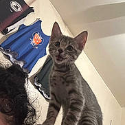 Zoey is registered to the contest to win money with this photo: adult, animal, cat, clothing, face, female, flag, head, indoors, kitten, manx, person, pet, photography, plant, portrait, pottedplant, t_shirt, text, woman