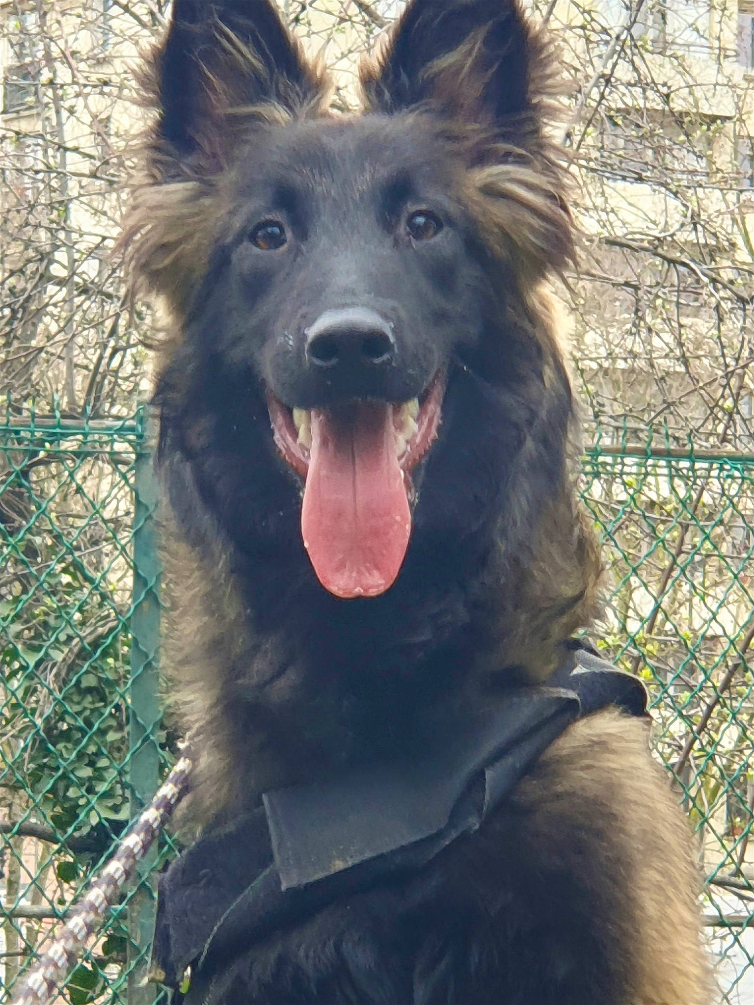 Arés a rejoint le concours — aidez-le/la à gagner de superbes lots ! canidae, carnivore, companion_dog, dog, dog_breed, dog_collar, east_european_shepherd, fang, fur, groenendael, guard_dog, herding_dog, jaw, king_shepherd, old_german_shepherd_dog, snout, sporting_group, twig, working_animal, working_dog