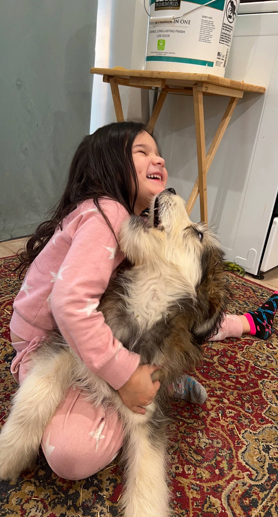 Raina joined the competition — help win amazing prizes! brown_hair, canidae, carnivore, chair, companion_dog, dog, dog_breed, fawn, felidae, fun, fur, happy, lap, person, sitting, small_terrier, smile, sporting_group, terrier, thigh