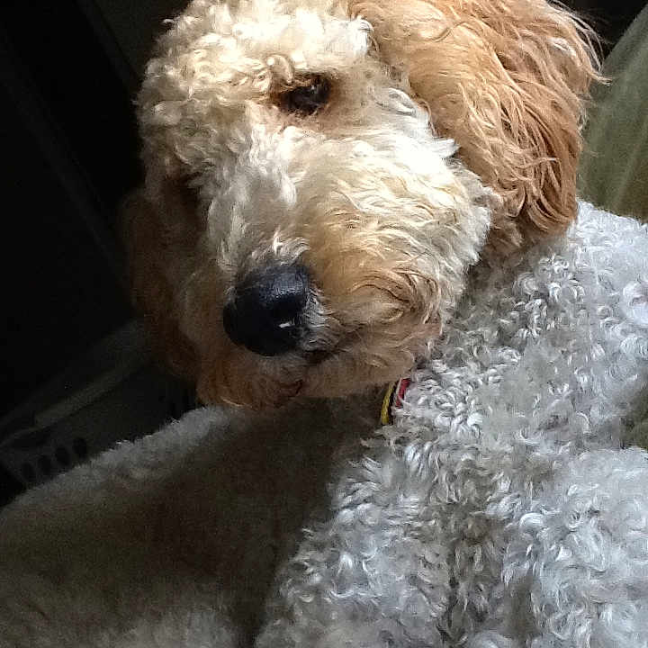 Cheyenne