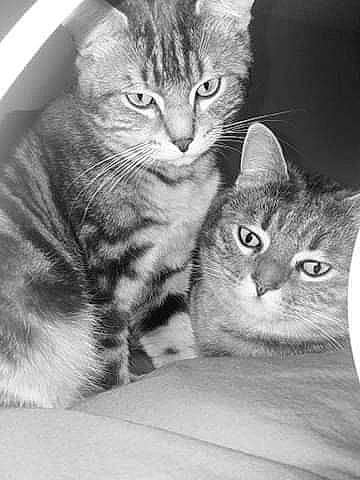 Doum participe au concours pour gagner de l'argent avec cette photo : asian, australian_mist, black_and_white, carnivore, cat, domestic_short_haired_cat, european_shorthair, eye, felidae, fur, kitten, mammal, paw, photography, pixie_bob, polydactyl_cat, siberian, small_to_medium_sized_cats, tabby_cat, whiskers