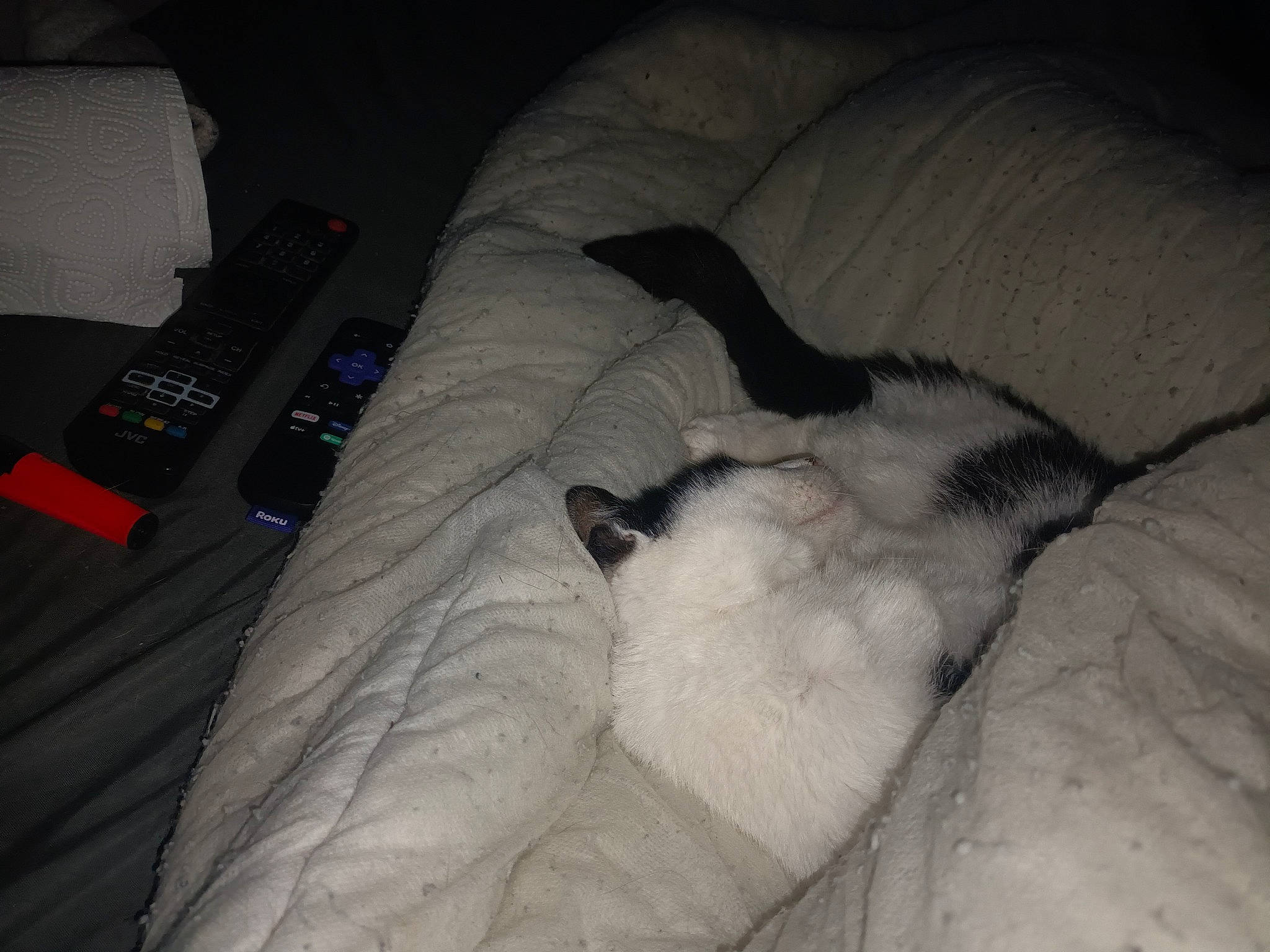 Chase joined the competition — help win amazing prizes! bed, bedding, carnivore, cat, comfort, companion_dog, couch, dog_breed, duvet, fawn, felidae, fur, grey, linens, mammal, paw, room, small_to_medium_sized_cats, tail, whiskers