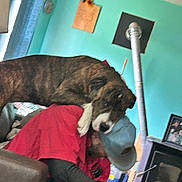 Mocha is registered to the contest to win money with this photo: dog, person, hat, red_shirt, blue_hat, indoor, cozy, wood_stove, teal_wall, home_decor, furniture, affection, pet, casual, seated, relaxed, brown_dog, large_dog, comfort, domestic