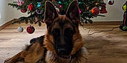 Austin a rejoint le concours — aidez-le/la à gagner de superbes lots ! german_shepherd, dog, christmas_tree, ornaments, lights, window, wooden_floor, indoor, decorations, holiday, festive, pet, animal, tree_top_bow, red, white, green, relaxing, home, natural_light