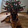 german_shepherd, dog, christmas_tree, ornaments, lights, window, wooden_floor, indoor, decorations, holiday, festive, pet, animal, tree_top_bow, red, white, green, relaxing, home, natural_light