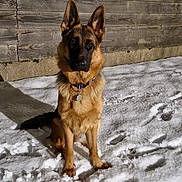 Austin a rejoint le concours — aidez-le/la à gagner de superbes lots ! dog, german_shepherd, snow, wooden_fence, outdoor, night, animal, pet, collar, sitting, shadow, fur, ears, quiet, winter, cold, canine, mammal, watchful, front_view