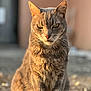 cat, gray_tabby, animal, pet, feline, outdoor, sunlight, fur, whiskers, sitting, portrait, closeup, blurred_background, nature, cute, mammal, eyes, face, ears, ground