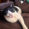 Weenie is registered to the contest to win money with this photo: animal, black_and_white, cat, couch, cozy, cute, domestic, fur, furniture, home, indoor, lazy, mammal, paw, pet, relaxing, resting, stretching, tongue, whiskers
