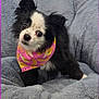 adorable, animal, banana_pattern, bandana, black_and_white, companion, cozy, cute, dog, domestic_pet, ears, face, fur, indoor, looking_up, pet_bed, pink, plush, resting, small_dog