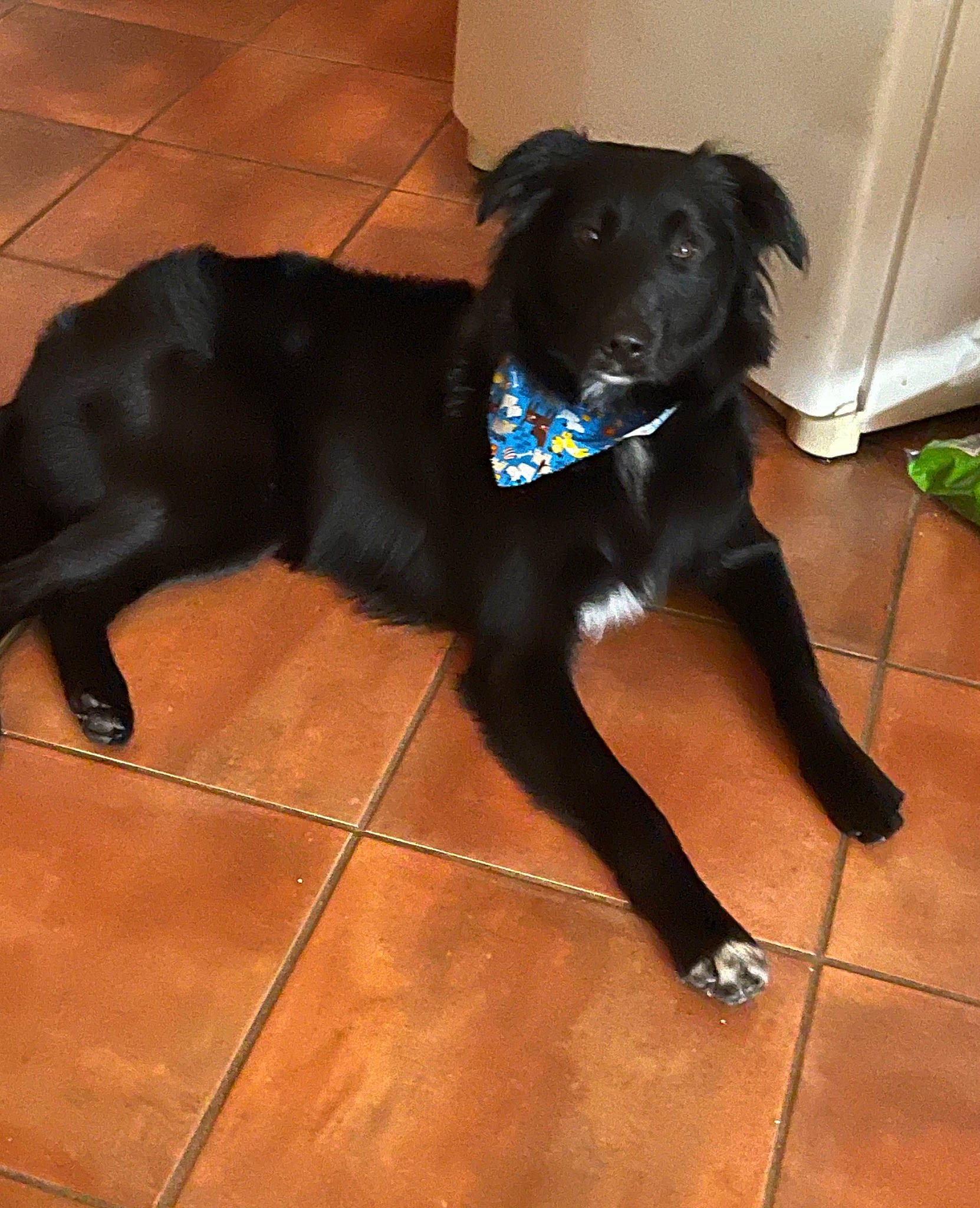 Axle joined the competition — help win amazing prizes! borador, canidae, carnivore, companion_dog, dog, dog_breed, dog_collar, fawn, floor, flooring, fur, gun_dog, hardwood, liver, plant, retriever, snout, sporting_group, tail, working_animal