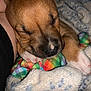 animal, blanket, closeup, colorful, comfort, cozy, cute, dog, fur, indoor, napping, paw, pet, puppy, resting, sleeping, snuggling, soft, toy, young