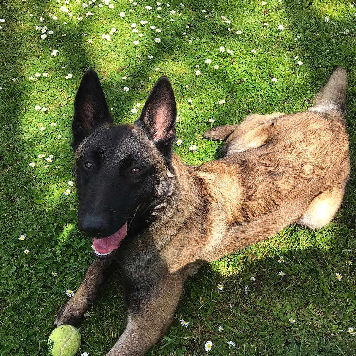 Nino participe au concours pour gagner de l'argent avec cette photo : animal, backyard, ball, canine, dog, field, germanshepherd, grass, grassland, green, lawn, nature, outdoors, pet, plant, puppy, sport, tennis, tennisball, yard