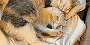 Miel participe au concours pour gagner de l'argent avec cette photo : animal, blanket, cat, kitten, pet