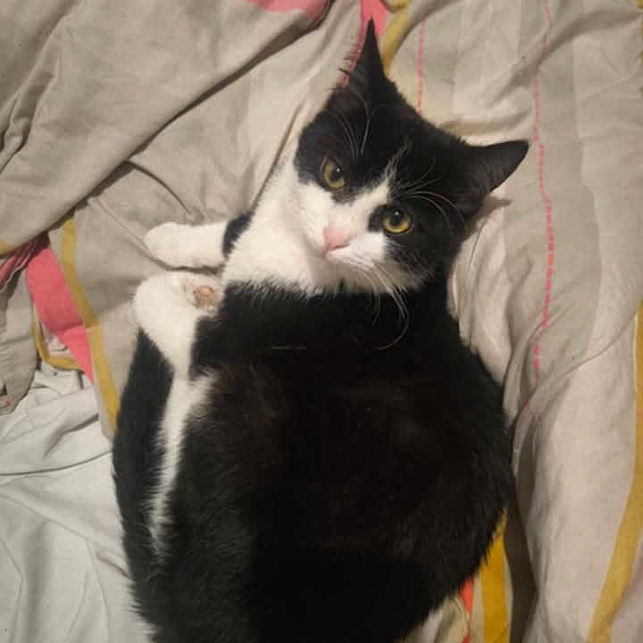 Felix