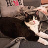 Felix a rejoint le concours — aidez-le/la à gagner de superbes lots ! cat, black_and_white_cat, pet, animal, indoor, couch, blanket, pillow, home, cozy, relaxing, fur, whiskers, pink_nose, eyes, soft_texture, furniture, domestic, cute, resting