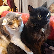 Capucin a rejoint le concours — aidez-le/la à gagner de superbes lots ! animal, black_cat, blanket, calico_cat, cat, chair, comfort, companionship, cozy, cuddle, cute, domestic, feline, fur, indoor, pets, relaxed, resting, snuggle, warm