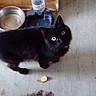 animal, black_cat, cat, curious, domestic_cat, feline, floor, flooring, food, fur, household, indoor, indoor_pet, kitten, looking_up, pet, small_food_piece, water_bowl, water_dispenser, whiskers