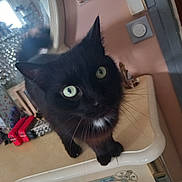 Capucin participe au concours pour gagner de l'argent avec cette photo : black_cat, cat, indoor, green_eyes, curious, pet, feline, mirror, decor, household_items, table, whiskers, close_up, domestic_animal, curious_look, furniture, reflection, cozy, animal_portrait, looking_at_camera