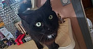 Capucin participe au concours pour gagner de l'argent avec cette photo : animal_portrait, black_cat, cat, close_up, cozy, curious, curious_look, decor, domestic_animal, feline, furniture, green_eyes, household_items, indoor, looking_at_camera, mirror, pet, reflection, table, whiskers