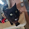 animal_portrait, black_cat, cat, close_up, cozy, curious, curious_look, decor, domestic_animal, feline, furniture, green_eyes, household_items, indoor, looking_at_camera, mirror, pet, reflection, table, whiskers