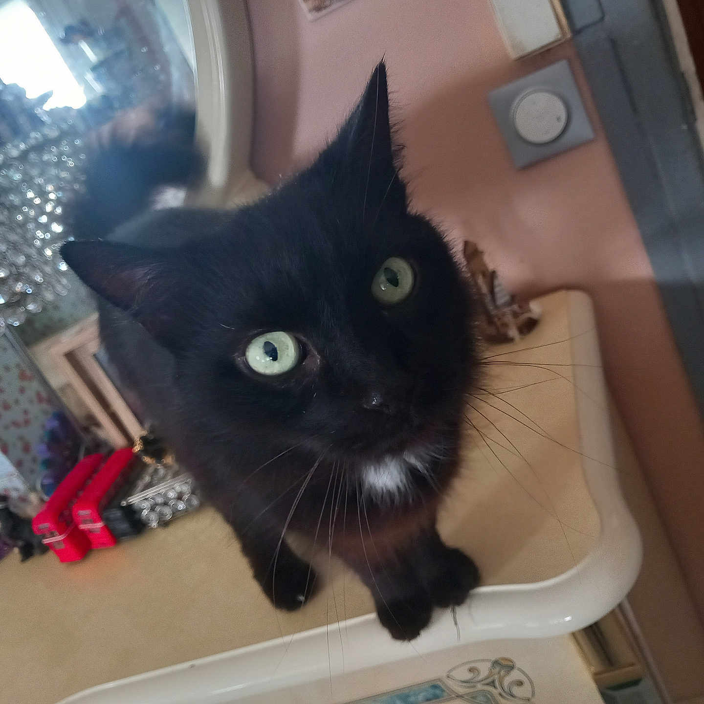 Capucin participe au concours pour gagner de l'argent avec cette photo : black_cat, cat, indoor, green_eyes, curious, pet, feline, mirror, decor, household_items, table, whiskers, close_up, domestic_animal, curious_look, furniture, reflection, cozy, animal_portrait, looking_at_camera