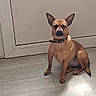 animal, brown_dog, calm, canine, collar, companion, dog, door, ears_up, floor, furniture, home, indoor, looking, medium_size, pet, quiet, sitting, waiting, wooden_floor