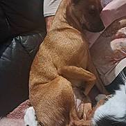 Athena a rejoint le concours — aidez-le/la à gagner de superbes lots ! animal, black_and_white_cat, blanket, casual, comfort, companion, couch, cozy, dog, fur, furry, home, indoor, paw, person, pet, relaxed, resting, seated, tan_dog