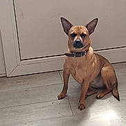 Athena participe au concours pour gagner de l'argent avec cette photo : dog, small_dog, brown_dog, sitting, indoor, floor, wooden_floor, door, pet, collar, ears, looking_at_camera, quiet, animal, canine, domestic_animal, house, wall, flooring, furniture