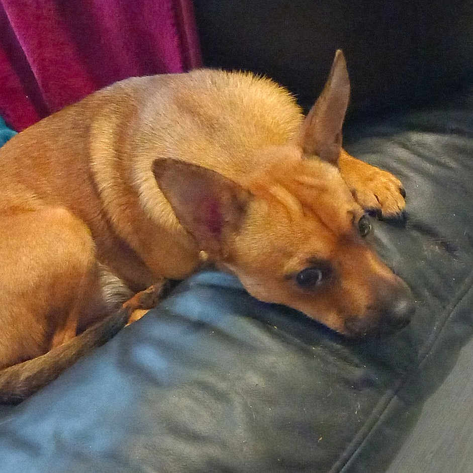 Athena participe au concours pour gagner de l'argent avec cette photo : dog, couch, blanket, indoor, pet, leather, brown_dog, relaxing, fur, canine, animal, resting, domestic, furniture, companion, cozy, home, floor, curled_up, ears