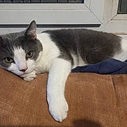 Le Mignon participe au concours pour gagner de l'argent avec cette photo : cat, gray_and_white, resting, cushion, paw, window, indoor, relaxed, feline, pet, fur, animal, whiskers, ears, face, looking, cozy, home, laying_down, domestic