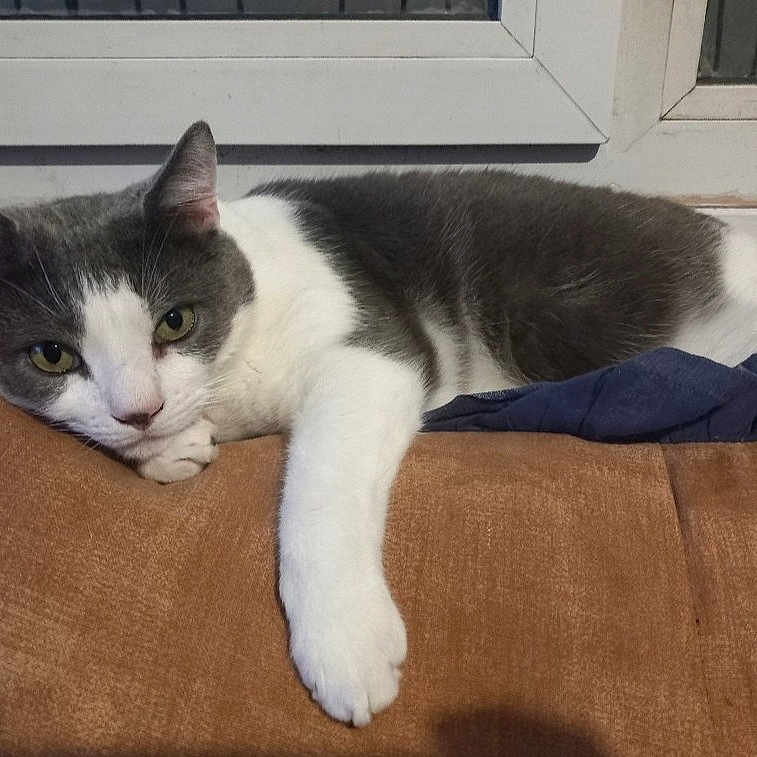 Le Mignon participe au concours pour gagner de l'argent avec cette photo : cat, gray_and_white, resting, cushion, paw, window, indoor, relaxed, feline, pet, fur, animal, whiskers, ears, face, looking, cozy, home, laying_down, domestic